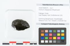 Foto (Objekt + Etikett) von Amomum sheppeynse Ettingshausen (NHMW-GEO-2024-0188-9079)